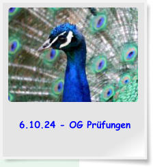 6.10.24 - OG Prfungen