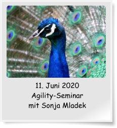 11. Juni 2020 Agility-Seminar mit Sonja Mladek